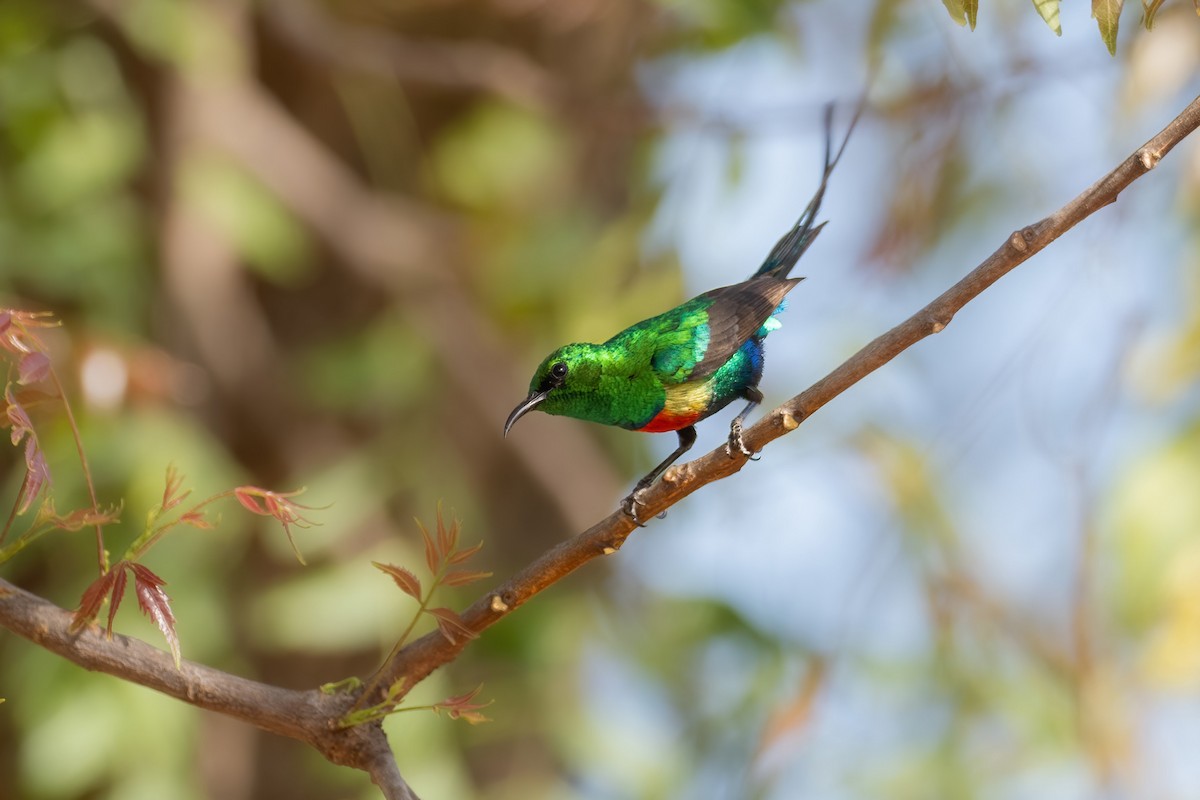 Beautiful Sunbird - ML612877514