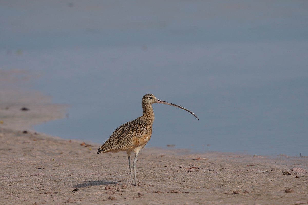 Long-billed Curlew - ML612877519