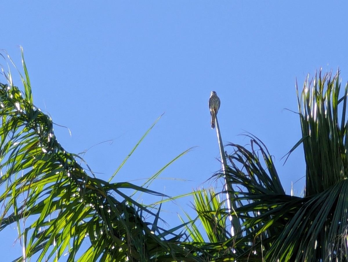 American Kestrel - ML612877522