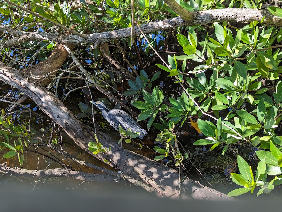 Yellow-crowned Night Heron - ML612877538