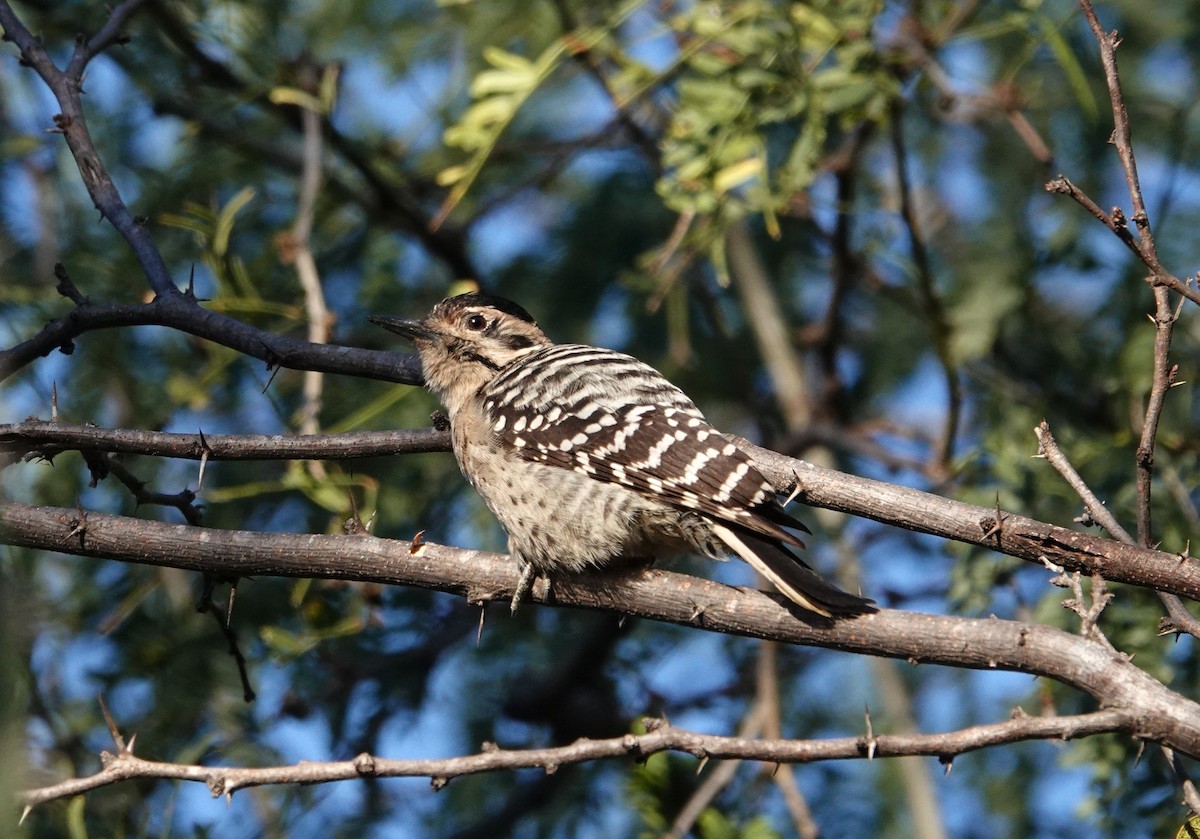 Ladder-backed Woodpecker - ML612877555