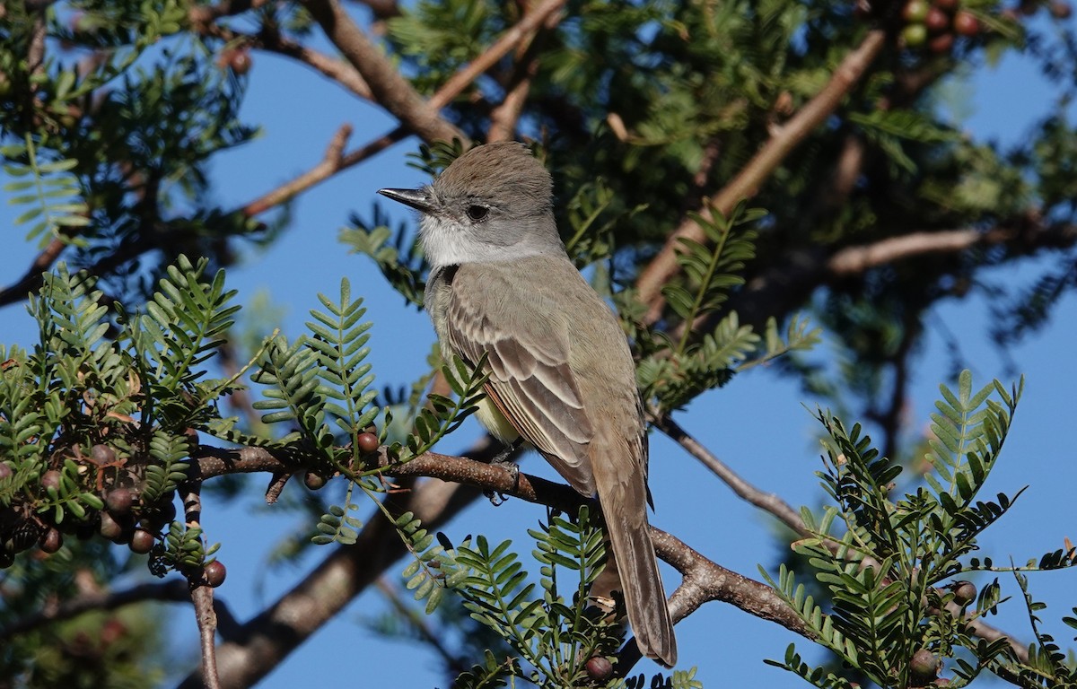 Ash-throated Flycatcher - ML612877561