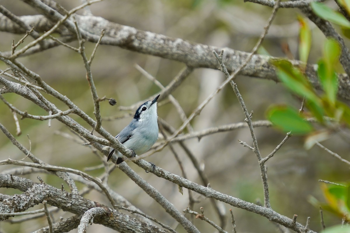 Yucatan Gnatcatcher - ML612877582