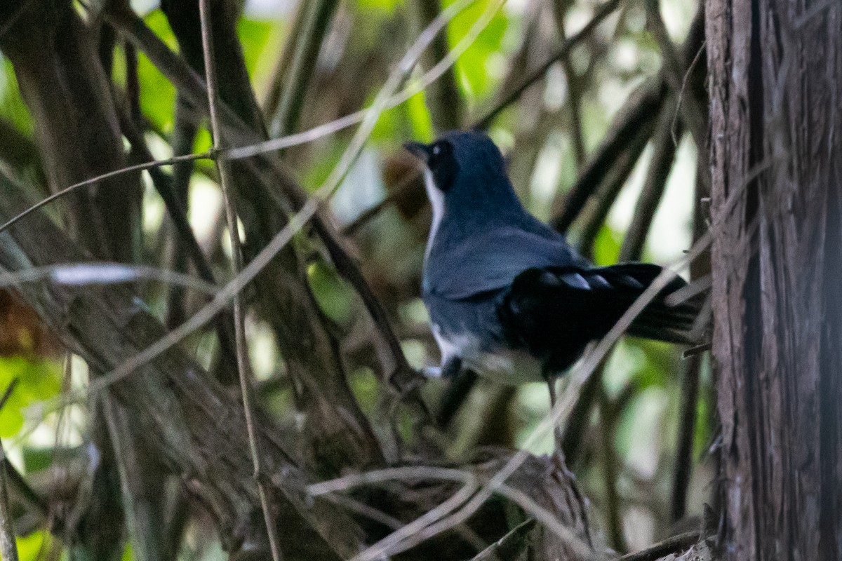 Blue-and-white Mockingbird - ML612877602