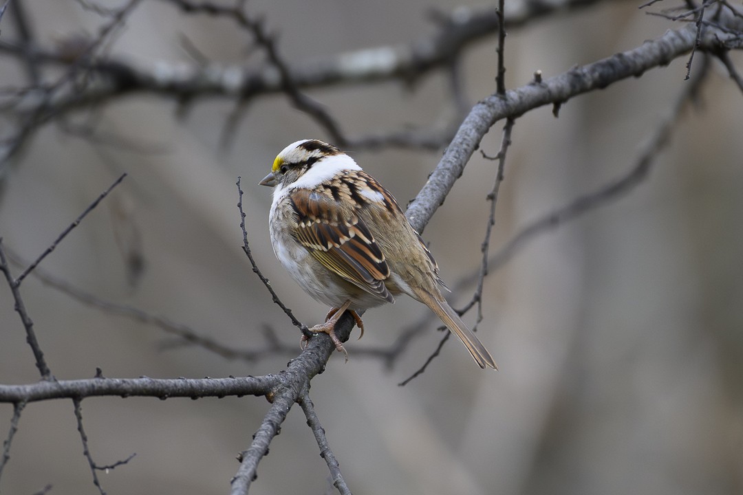 White-throated Sparrow - ML612877668