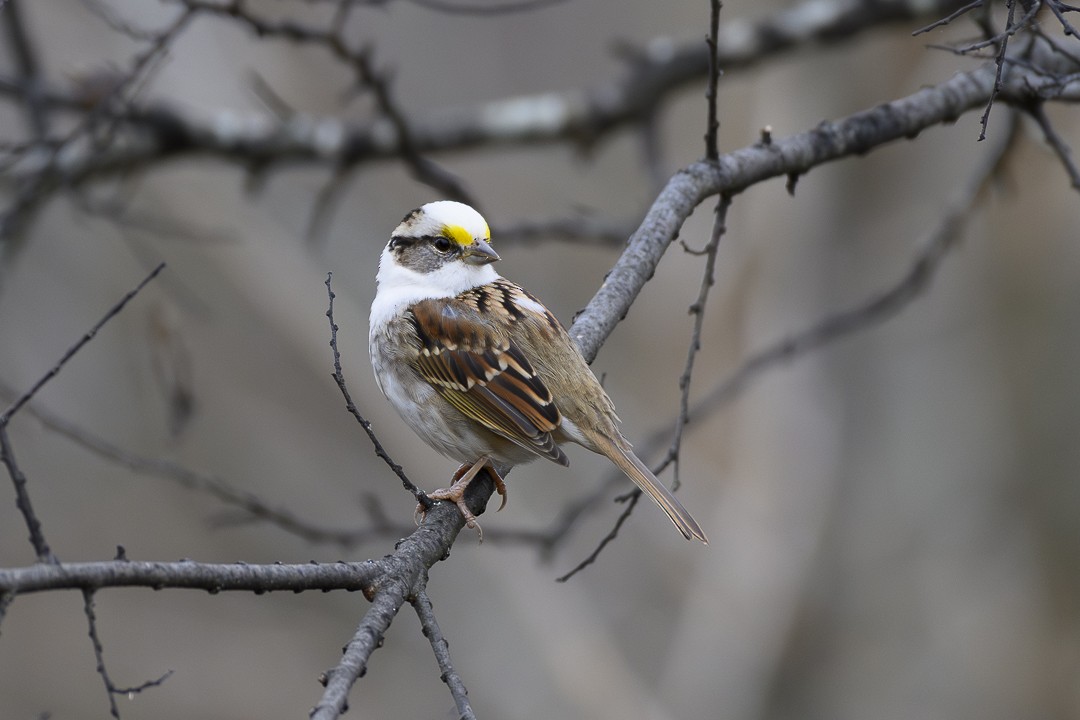 White-throated Sparrow - ML612877669