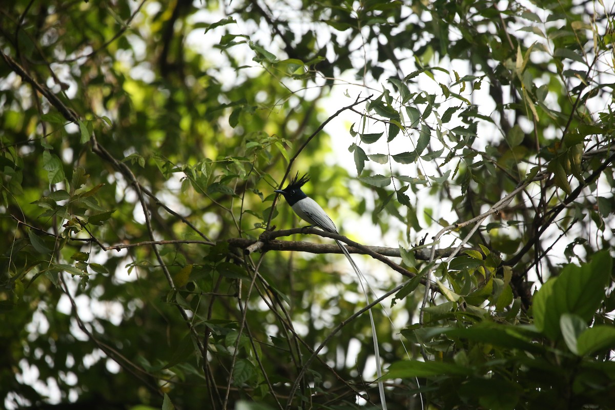 Indian Paradise-Flycatcher - ML612877750