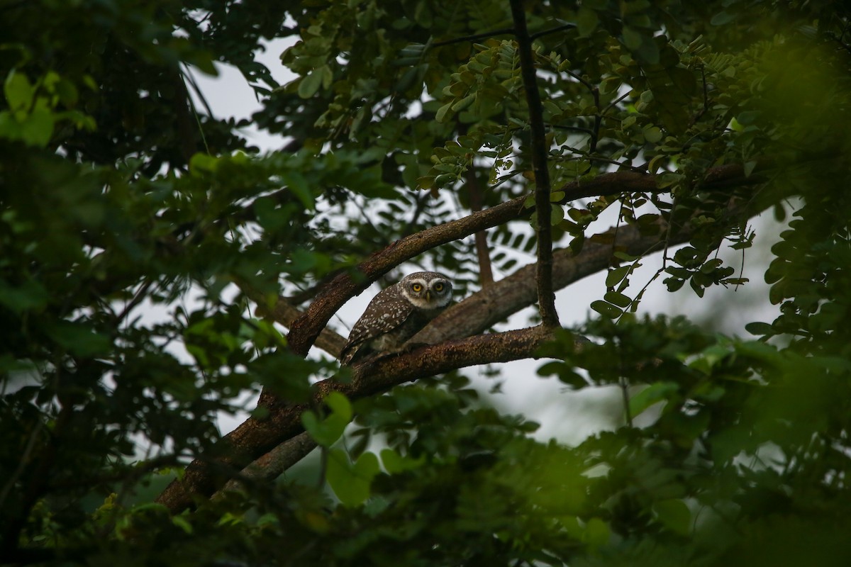 Spotted Owlet - ML612877756
