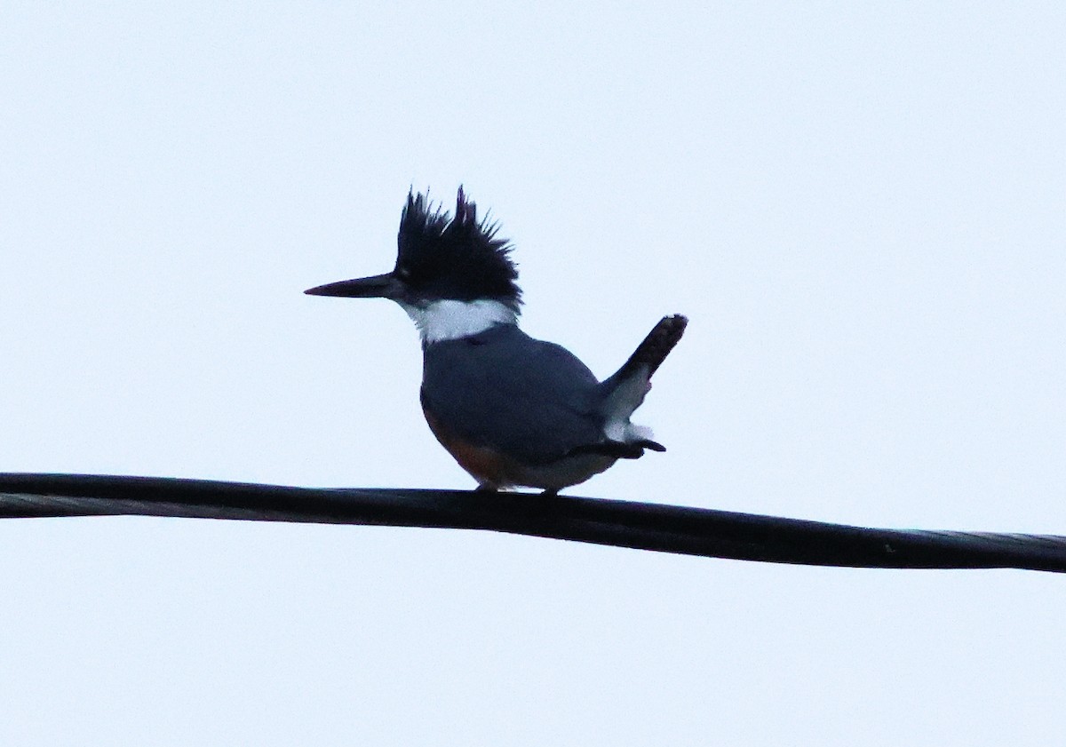 Belted Kingfisher - ML612877794