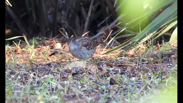 White-throated Sparrow - ML612877858