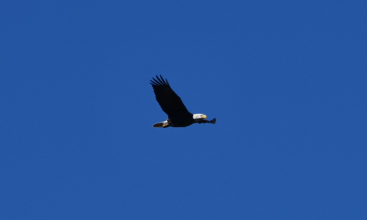 Bald Eagle - John Faragher