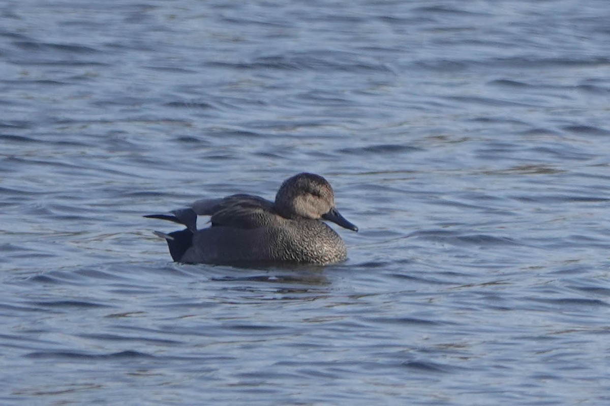 Gadwall - ML612877885