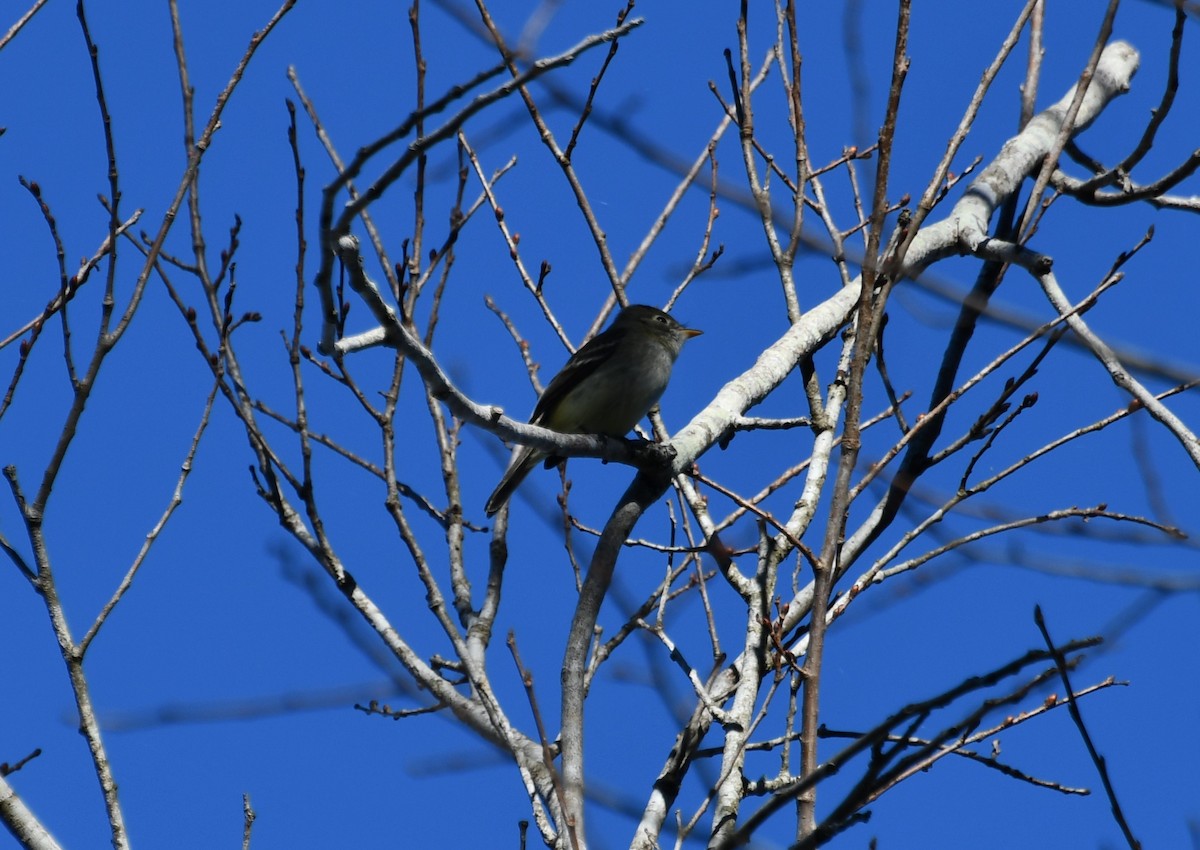 Least Flycatcher - ML612877889