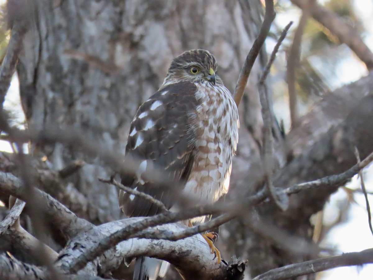 Sharp-shinned Hawk - ML612877896