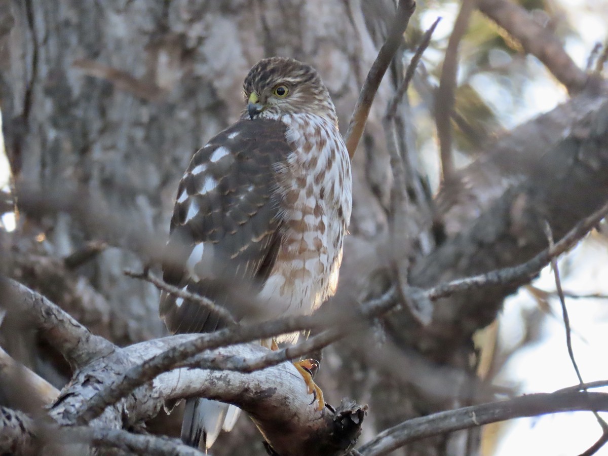 Sharp-shinned Hawk - ML612877897