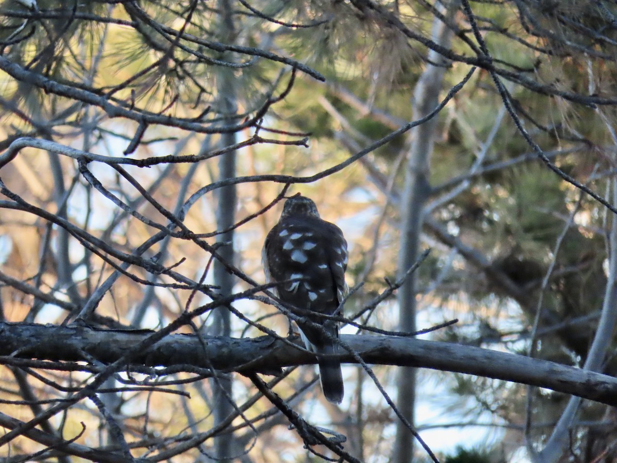 Sharp-shinned Hawk - ML612877898