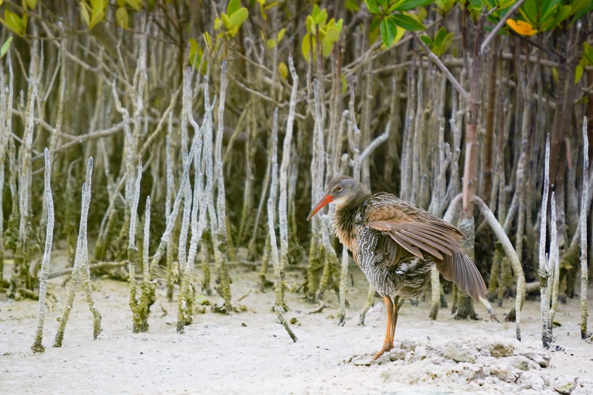 Clapper Rail - ML612877906