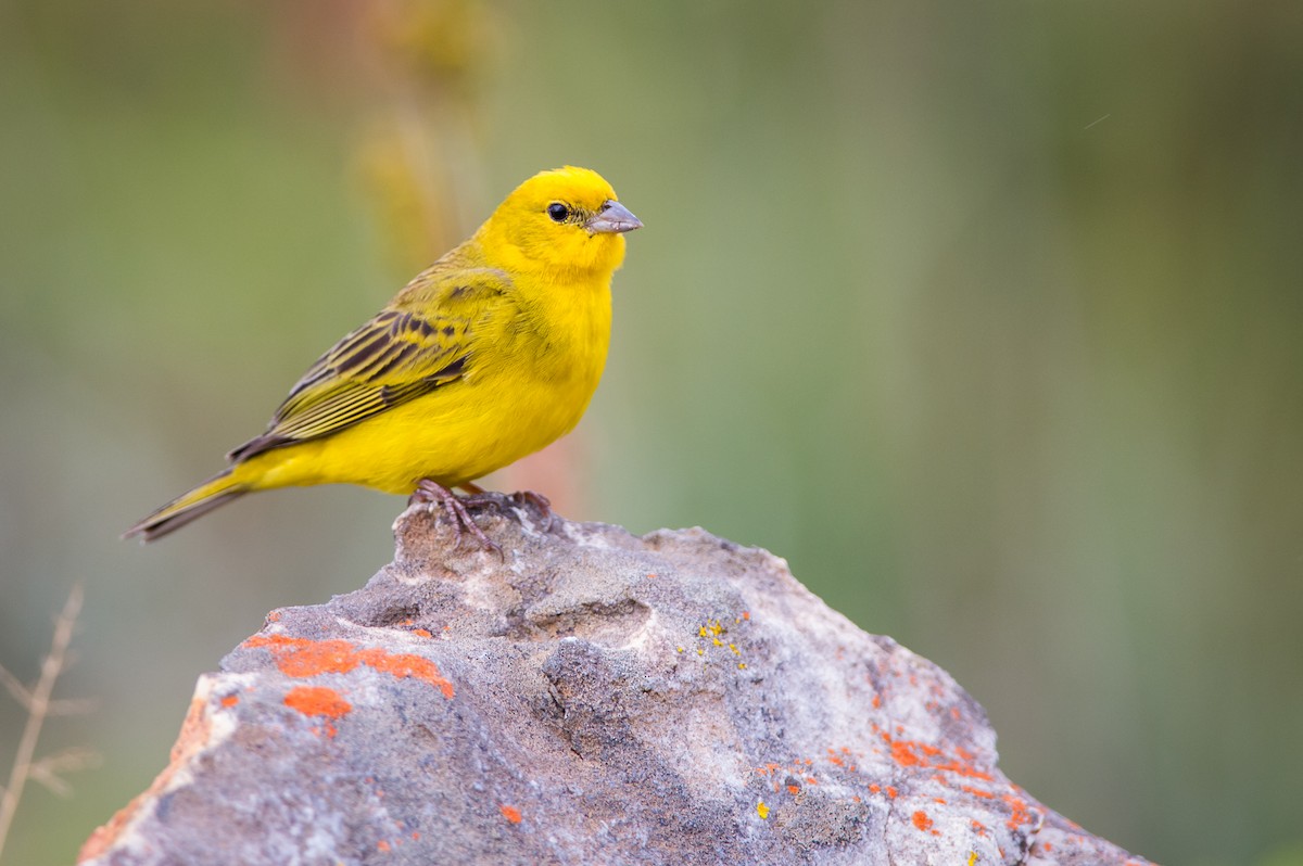 Stripe-tailed Yellow-Finch - ML612877908