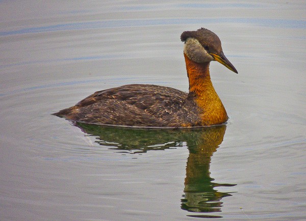 Red-necked Grebe - ML612877922