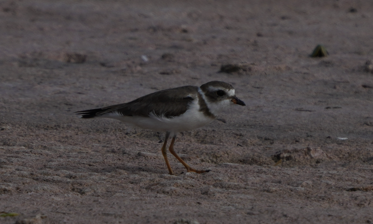 Semipalmated Plover - ML612877953