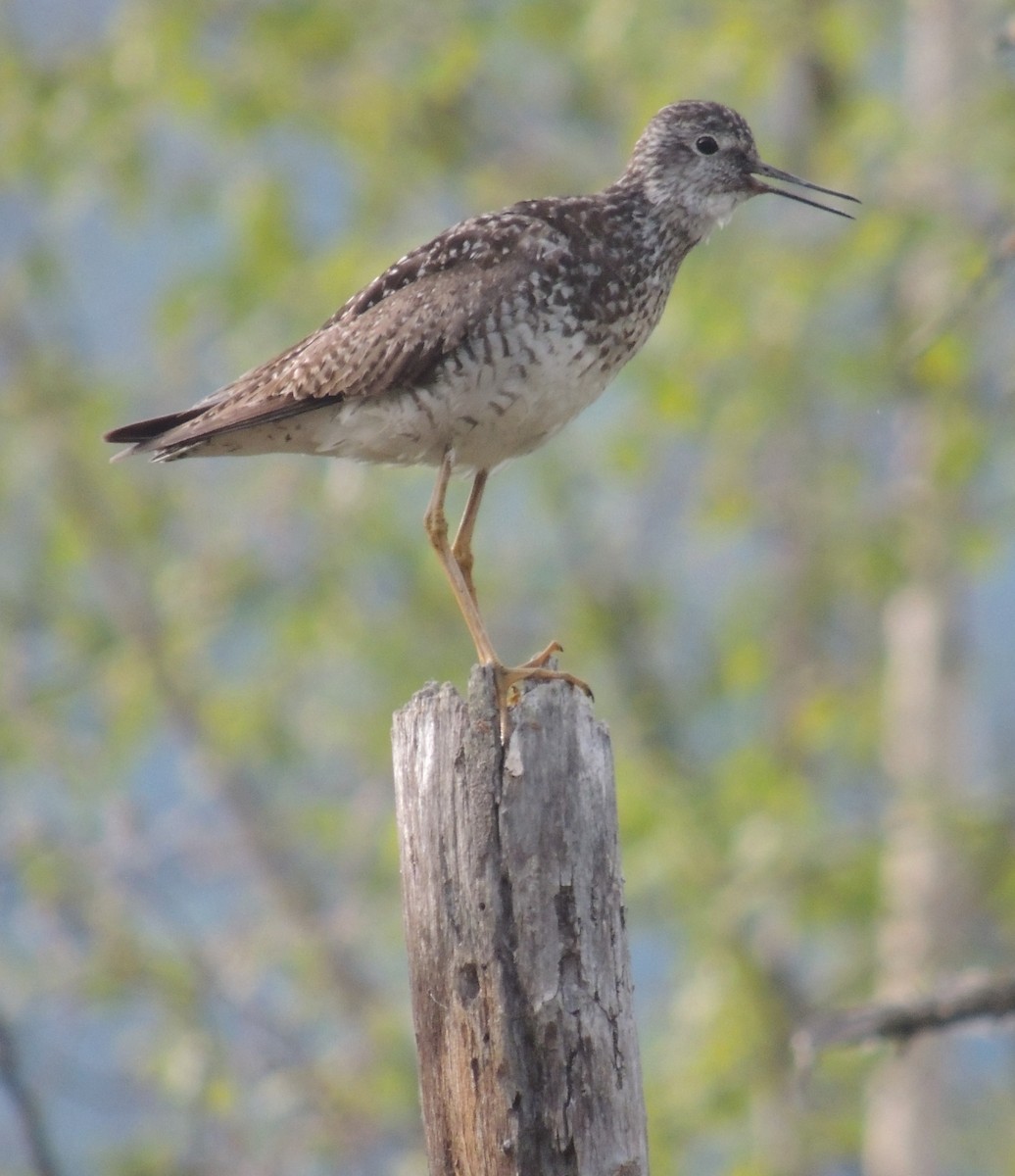 Lesser Yellowlegs - ML612877959