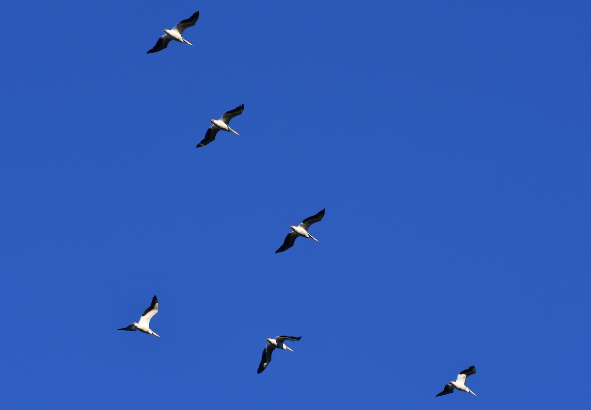 American White Pelican - ML612877974