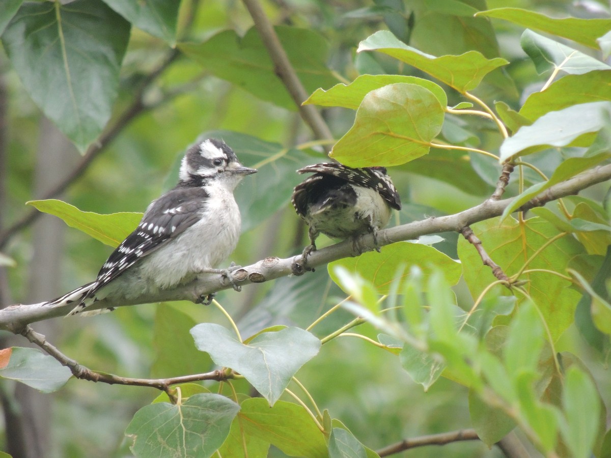 Downy Woodpecker - ML612877991