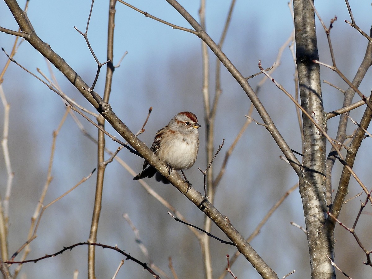 American Tree Sparrow - ML612877996