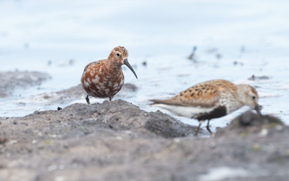 Curlew Sandpiper - ML612877998