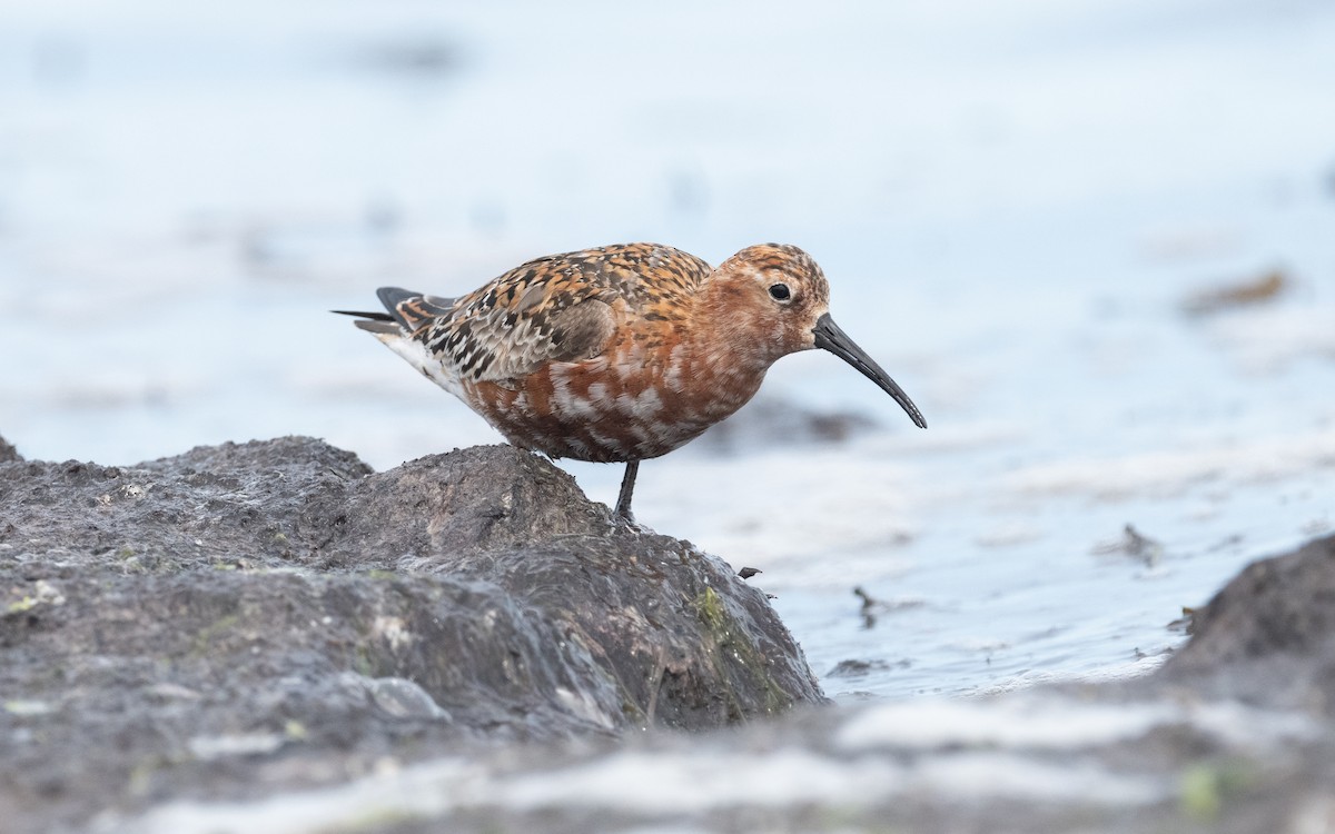 Curlew Sandpiper - ML612877999