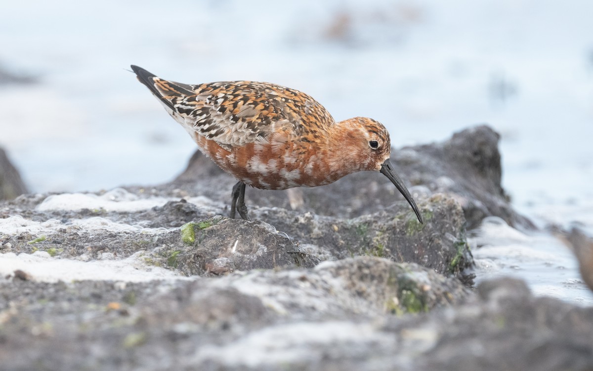 Curlew Sandpiper - ML612878000