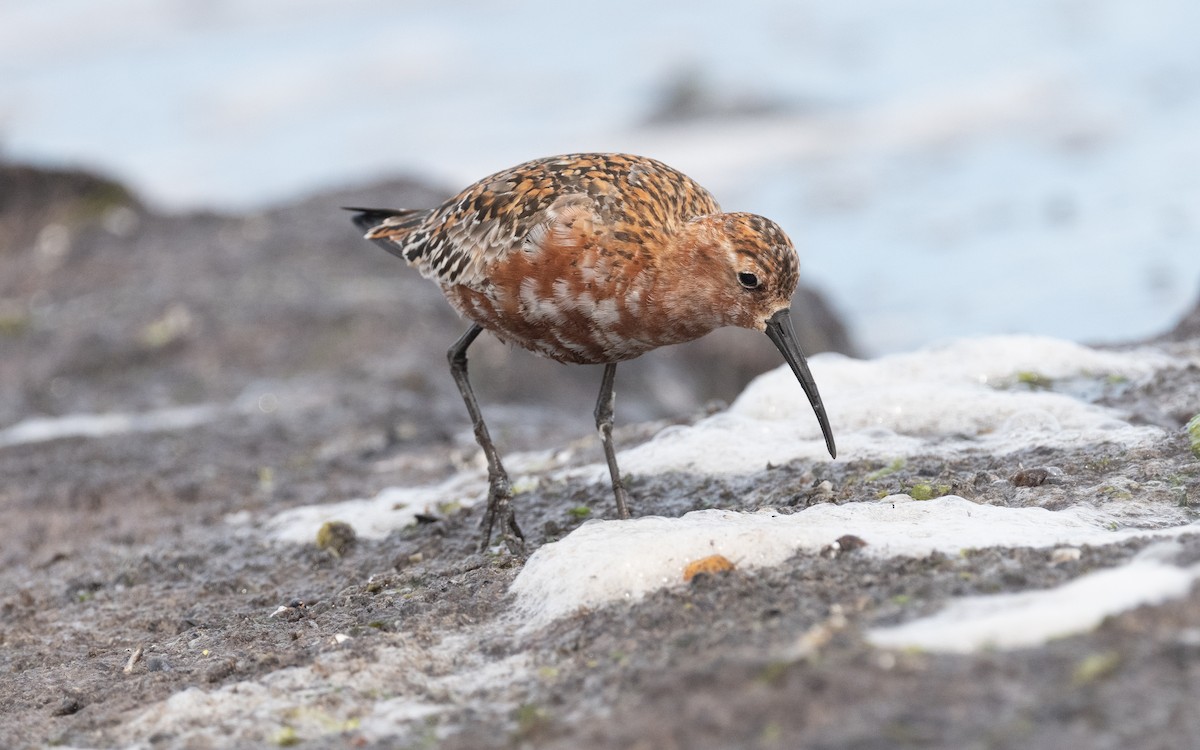 Curlew Sandpiper - ML612878001