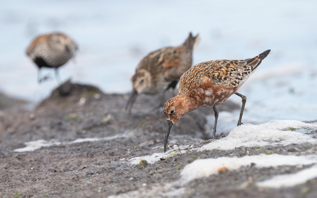 Curlew Sandpiper - ML612878002