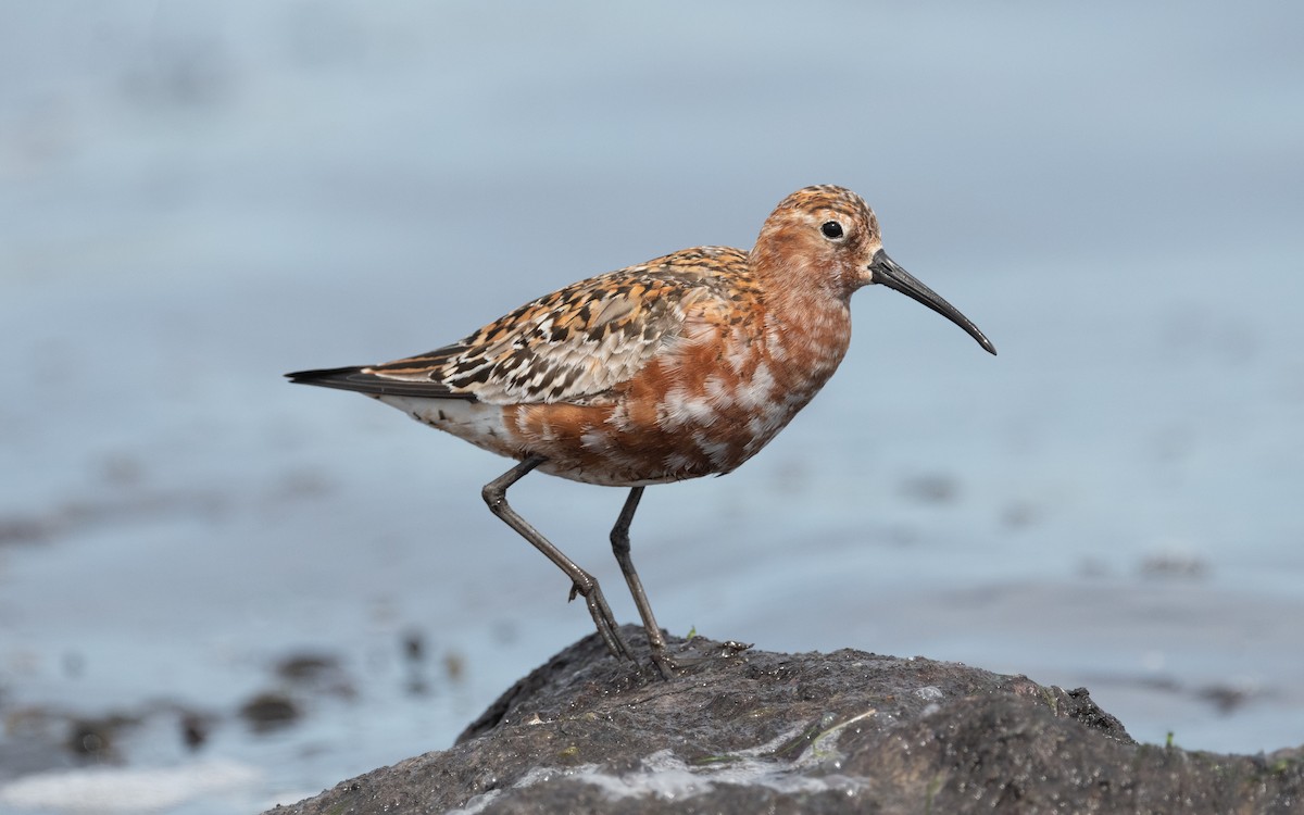 Curlew Sandpiper - ML612878003