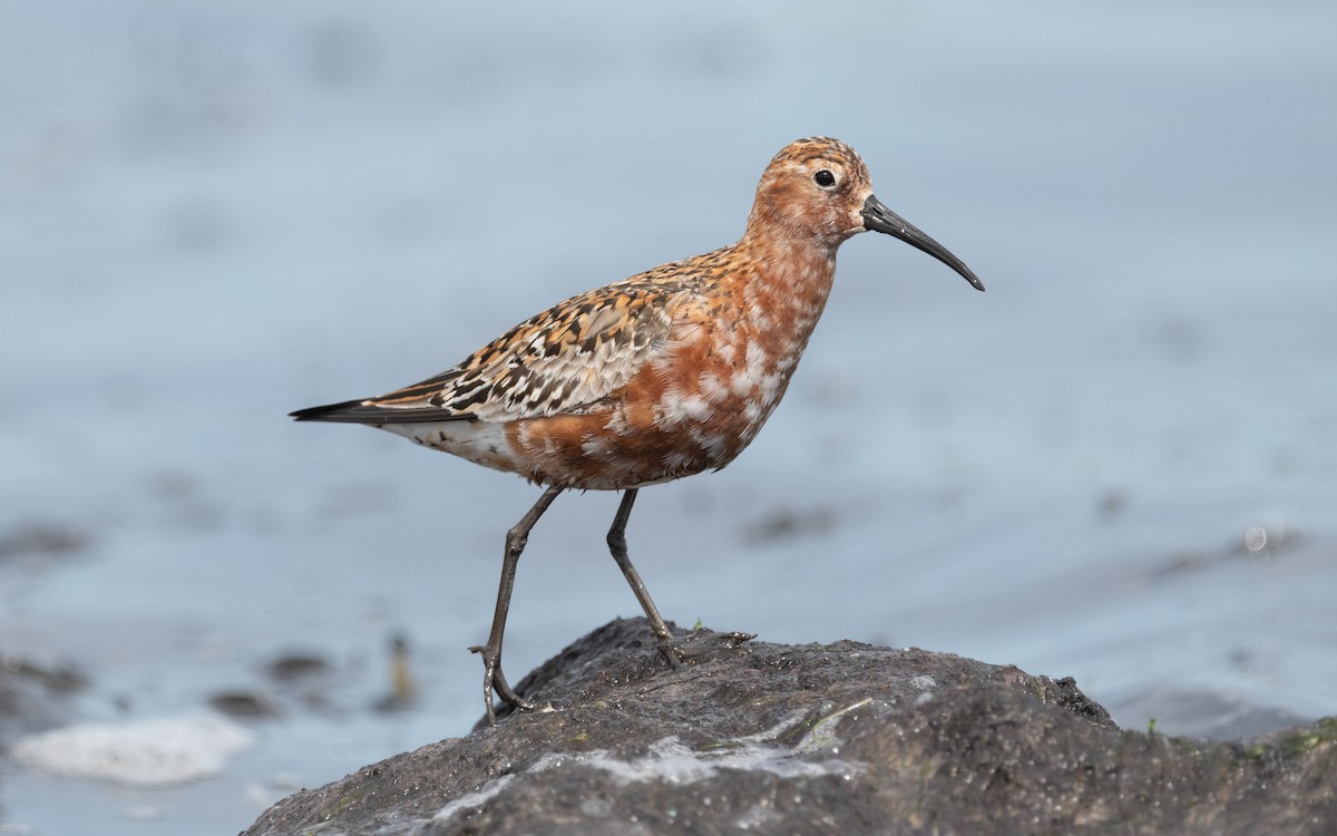 Curlew Sandpiper - ML612878004