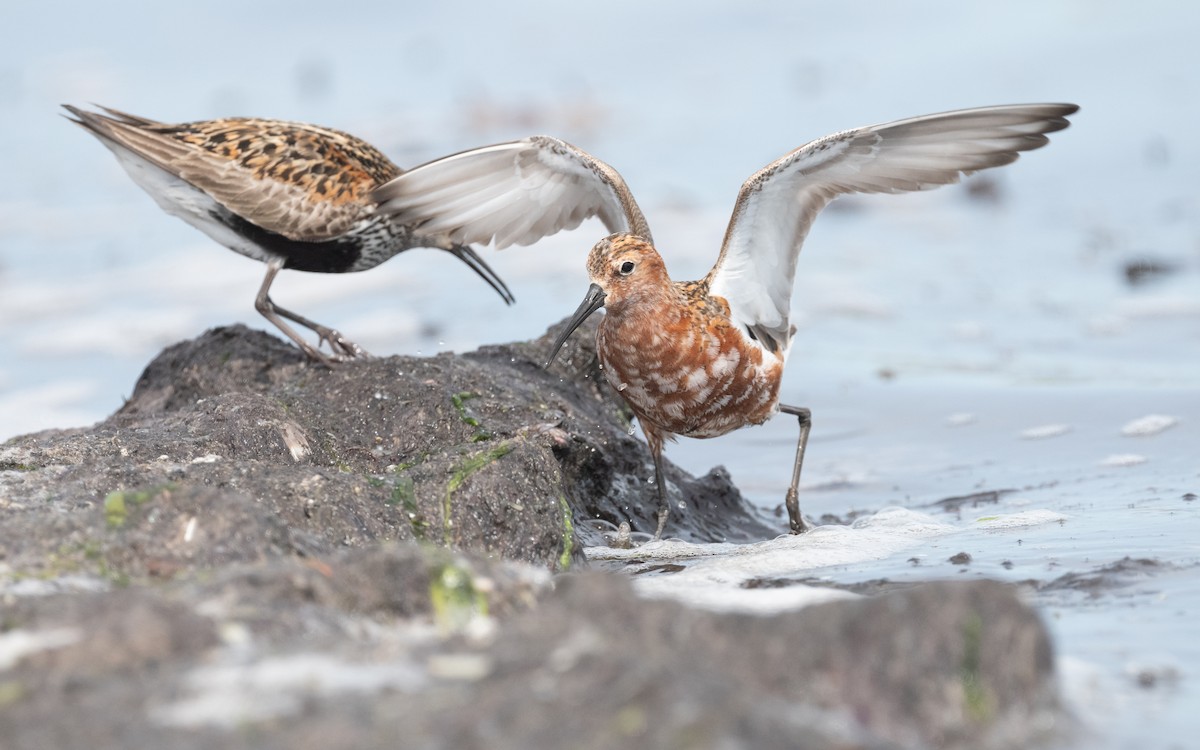 Curlew Sandpiper - ML612878006