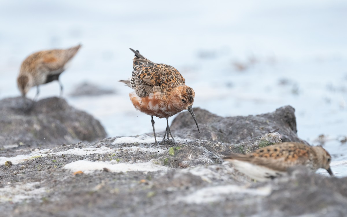 Curlew Sandpiper - ML612878007