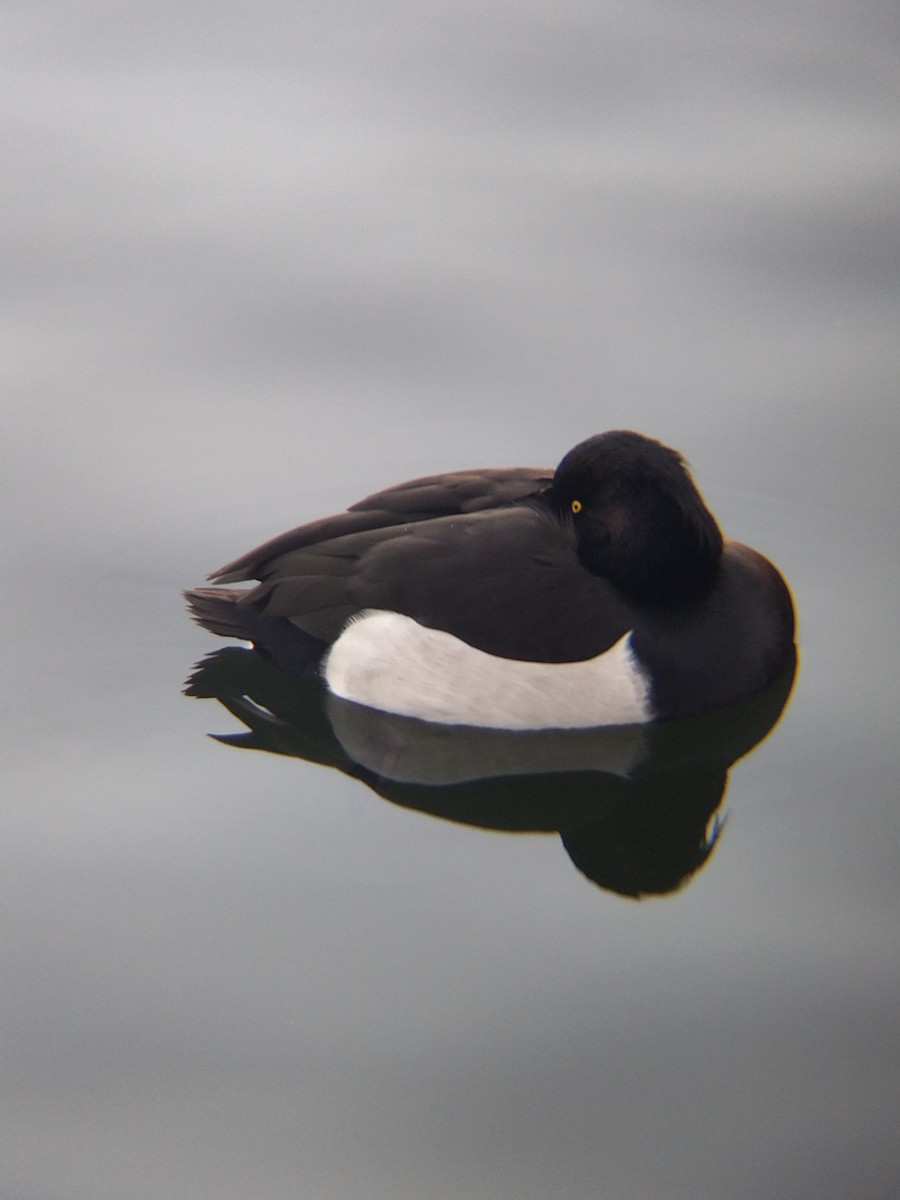 Tufted Duck - Alfonso Cobo