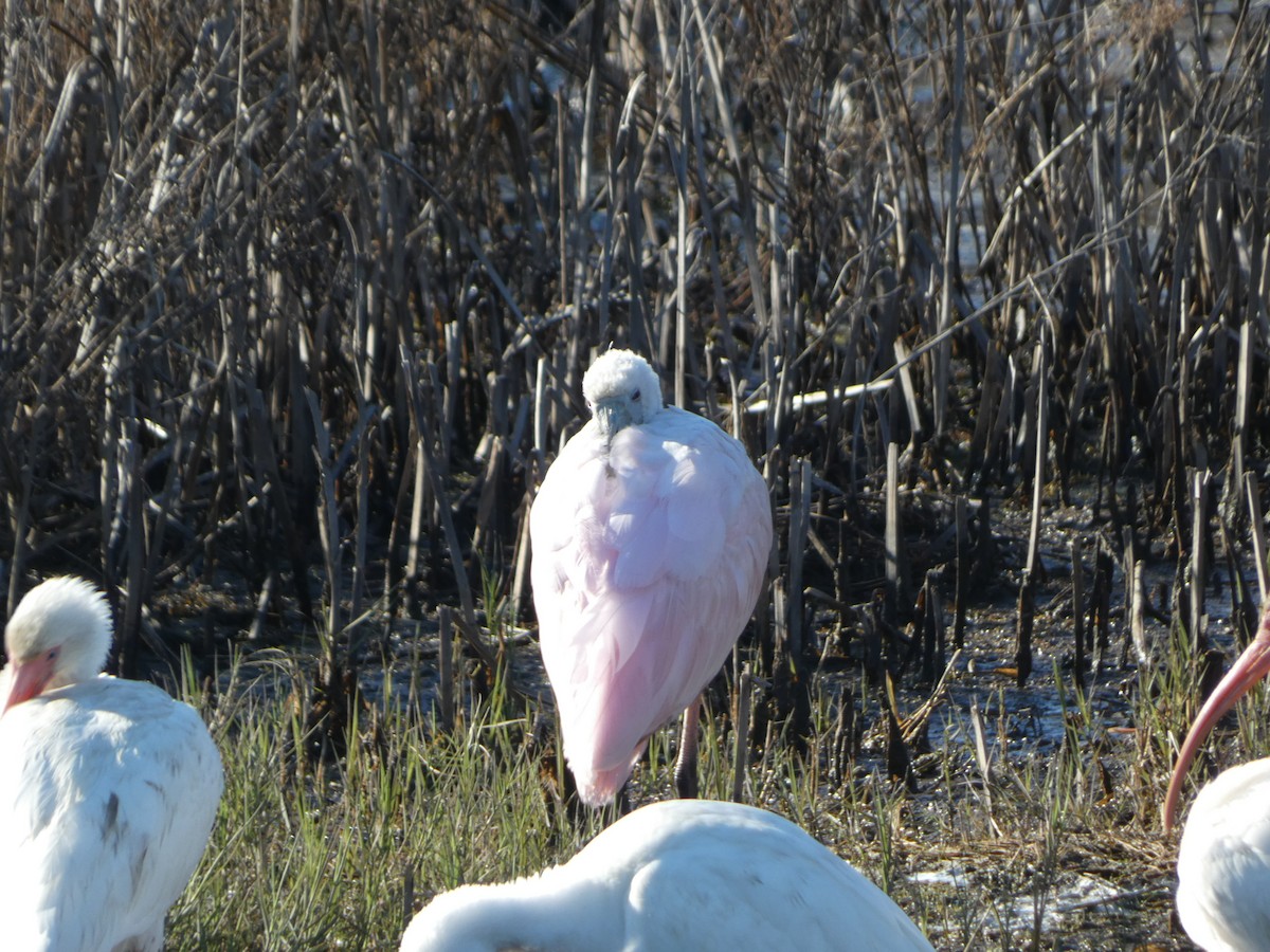 Roseate Spoonbill - Peter Wynnyk