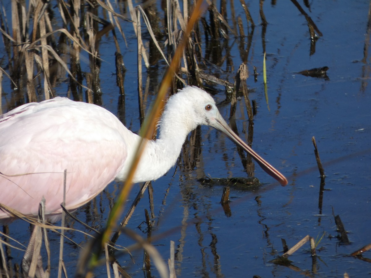 Roseate Spoonbill - ML612878141