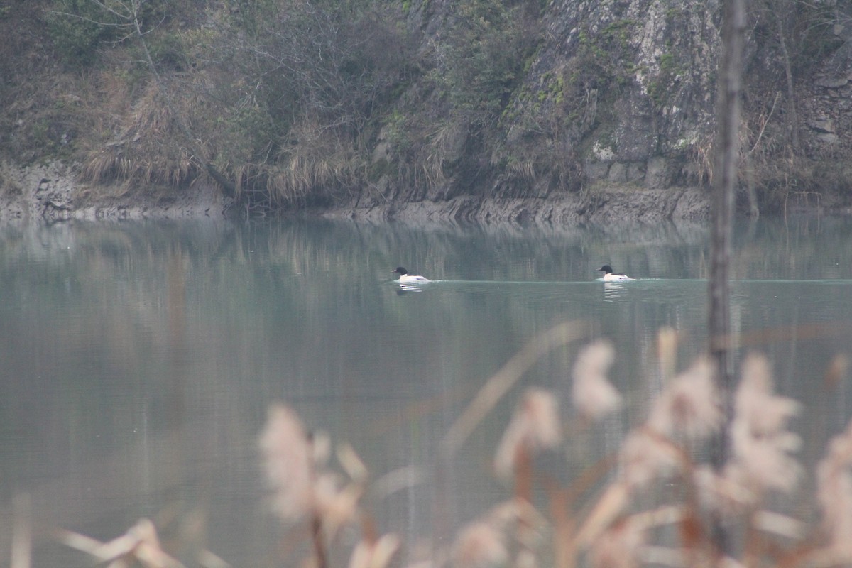 Common Merganser (Eurasian) - Francisco José Navas Bravo