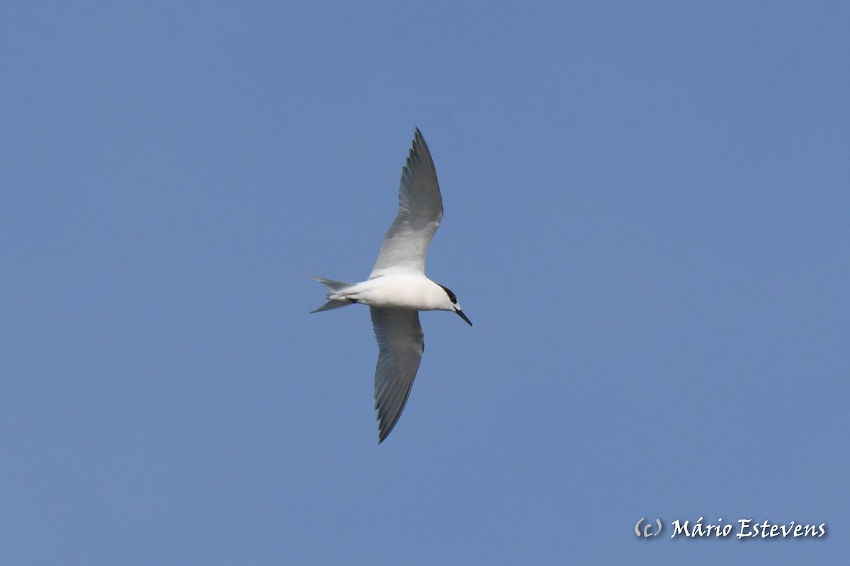 Sandwich Tern - Mário Estevens