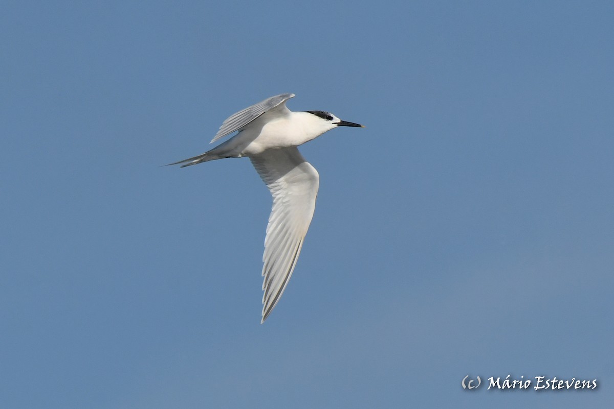 Sandwich Tern - Mário Estevens