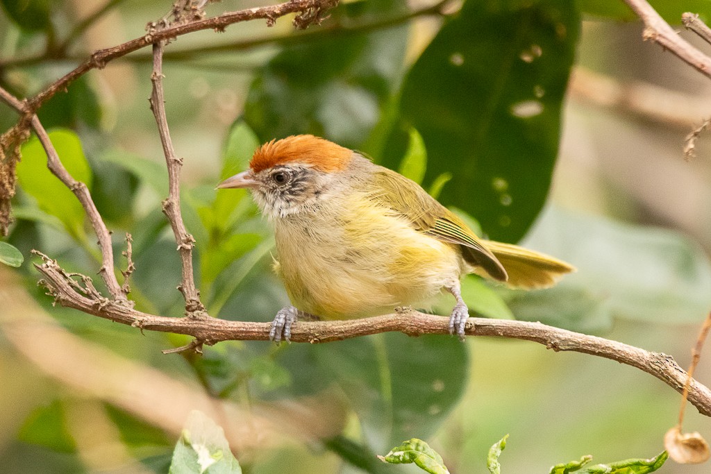 ML612878450 - Gray-eyed Greenlet - Macaulay Library