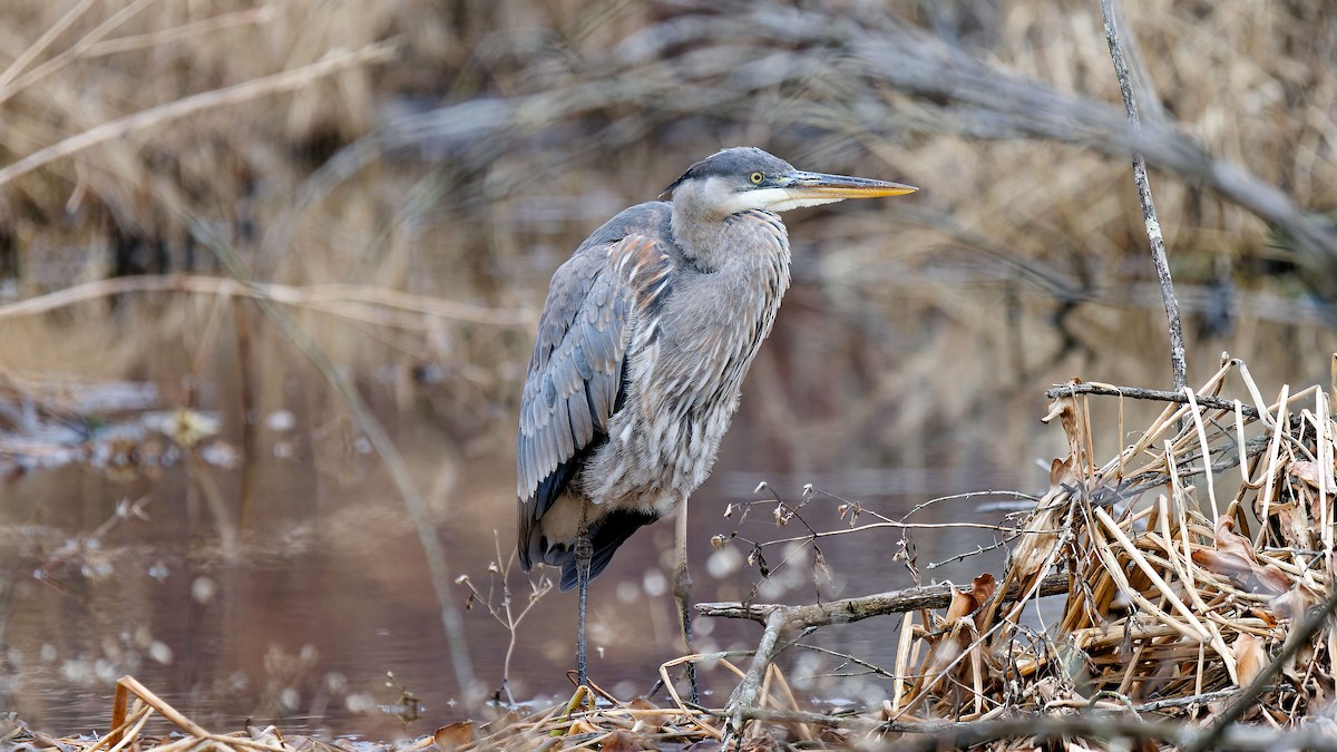 Great Blue Heron - ML612878507