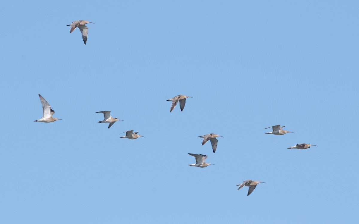 Eurasian Curlew - ML612878546