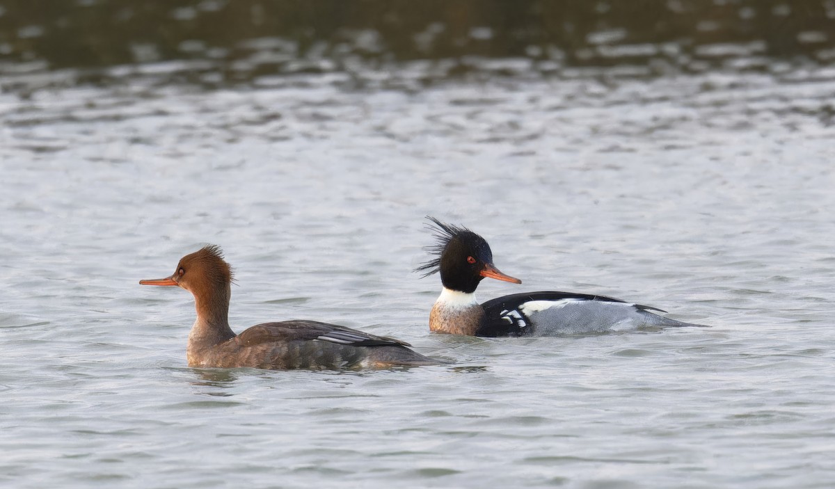 Red-breasted Merganser - ML612878572