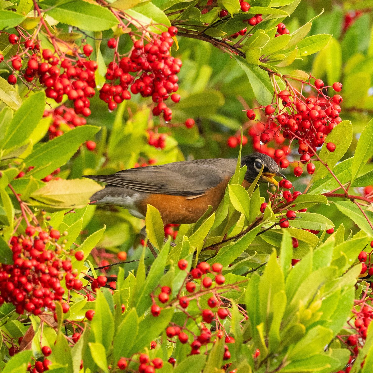 American Robin - ML612878595