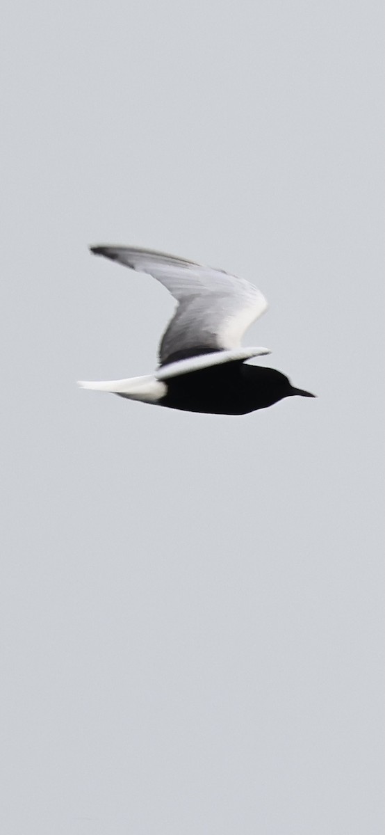 White-winged Tern - ML612878598