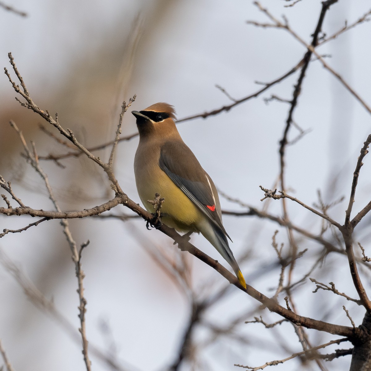 Cedar Waxwing - ML612878607
